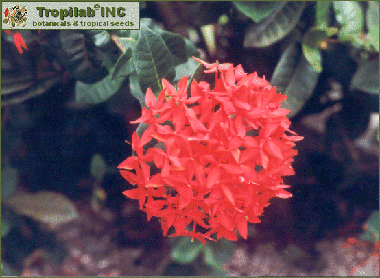 Ixora Cochinea - images of the amazon