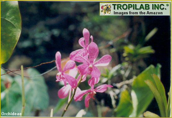 orchidae