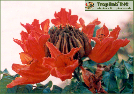 Spathodea Campanulata - images of the amazon