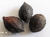 Terminalia catappa