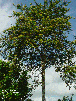 Virola surinamensis