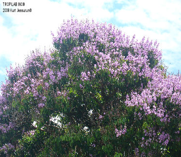 Lagerstroemia speciosa - Queen's flower tree