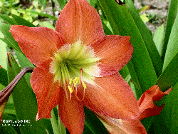 Hippeastrum puniceum