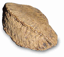 Bertholletia excelsa