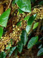 Chrysophyllum cainito