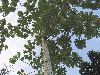 Cecropia peltata