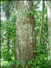 Cedrela odorata stem