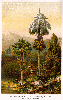 CORYPHA UMBRACULIFERA