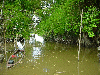 Creek Commewijne 