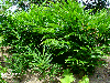 Alpinia galanga