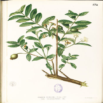 Psidium guajava - Guava