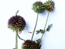 Leonotis nepetifolia