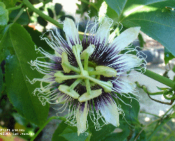 Passiflora edulis flower