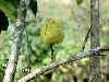 Annona muricata 