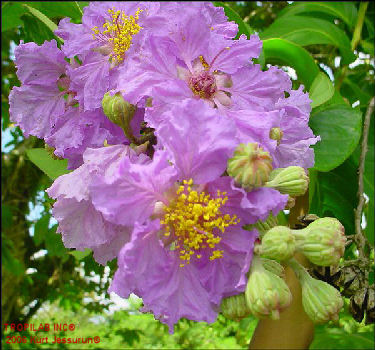 Lagerstroemia speciosa - Queen's flower