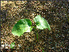 Jatropha curcas
