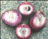Chrysophyllum cainito