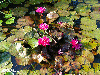 Purple water lily