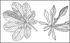 Cecropia Palmata