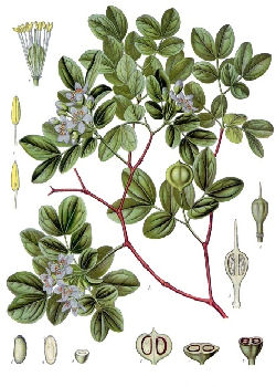 LIGNUM VITAE