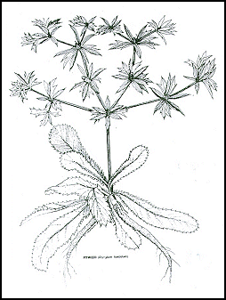 eryngium