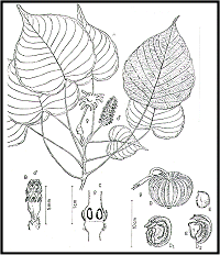 Hura Crepitans