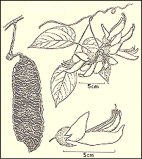 Mucuna Pruriens