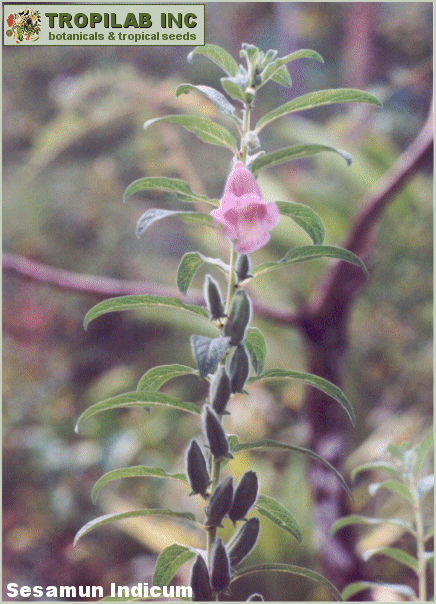 Sesamum Indicum