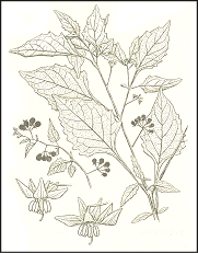 Solanum Oleraceum