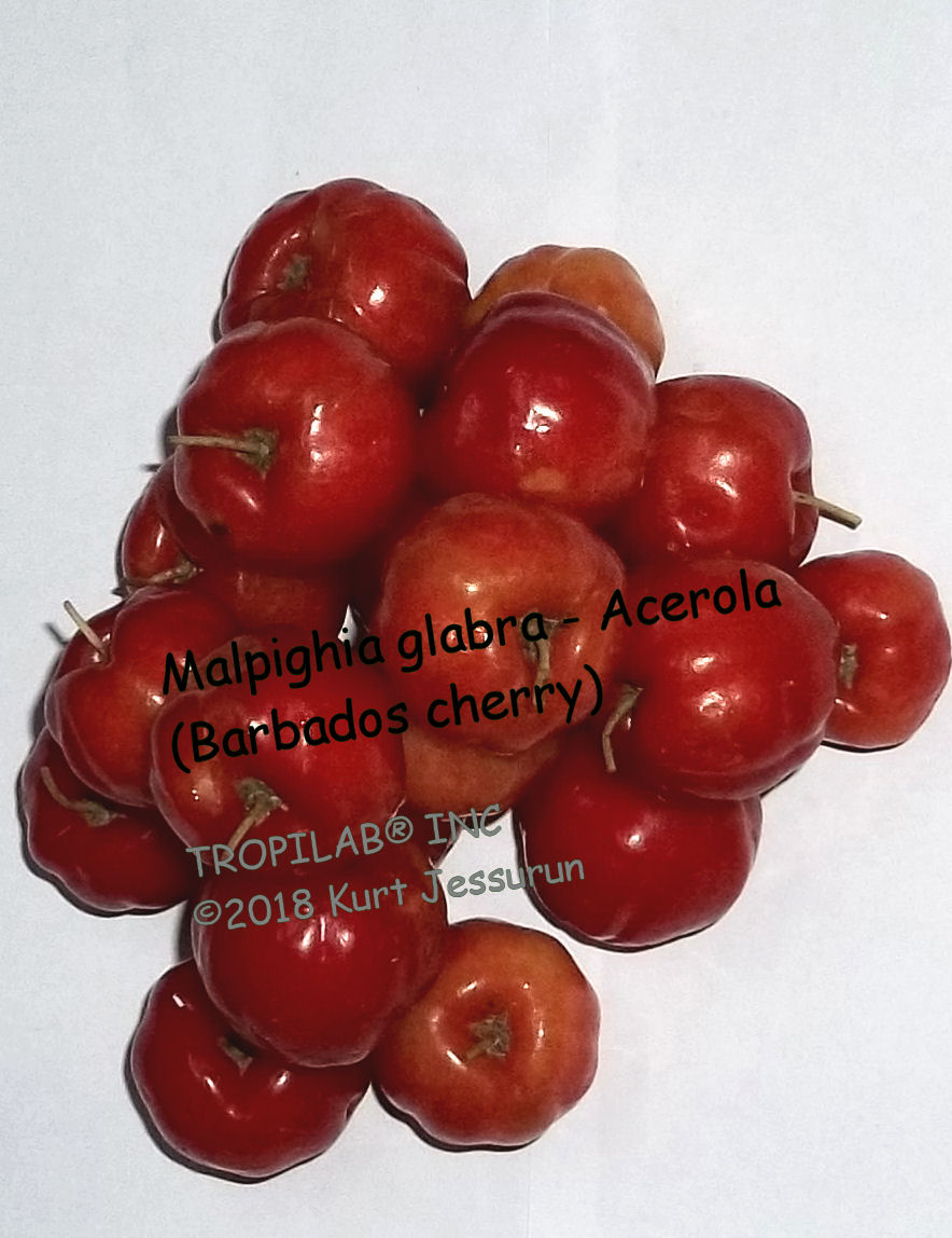 Malpighia glabra, Barbados cherry, aka Acerola, has many different therapeutic 
properties such as immunostimulant, detoxifying due to the very high content of vitamin C in the fruit