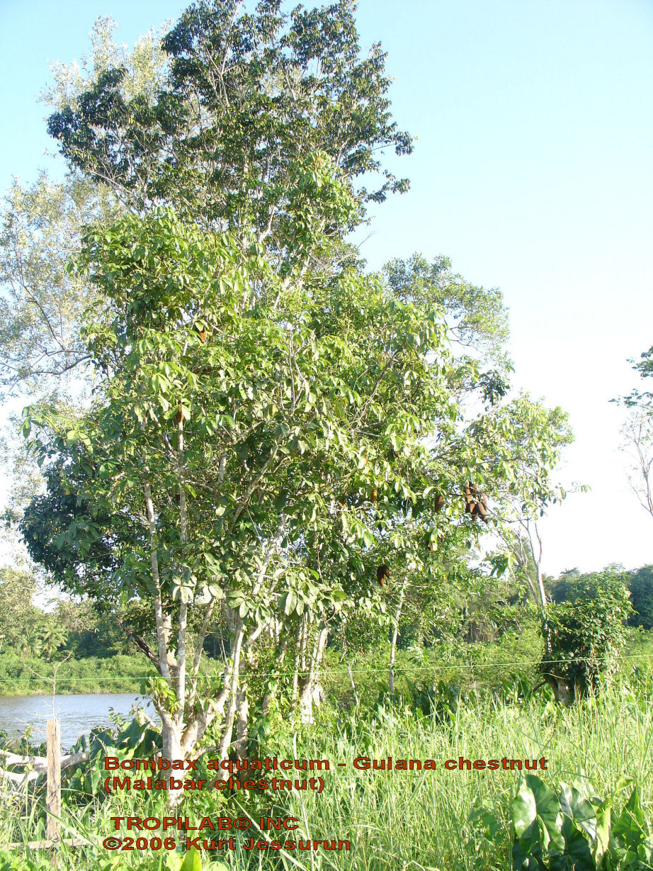 Bombax aquaticum tree