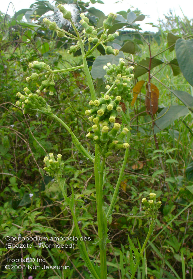Chenopodium ambrosioides - Epazote