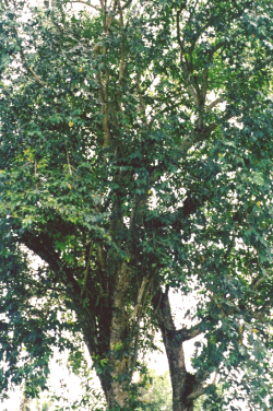 Syzygium cumini L