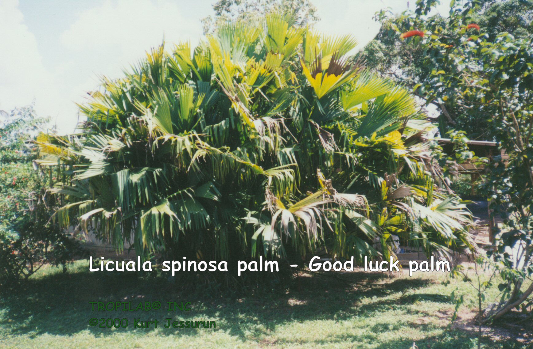 Licuala spinosa - Good luck palm