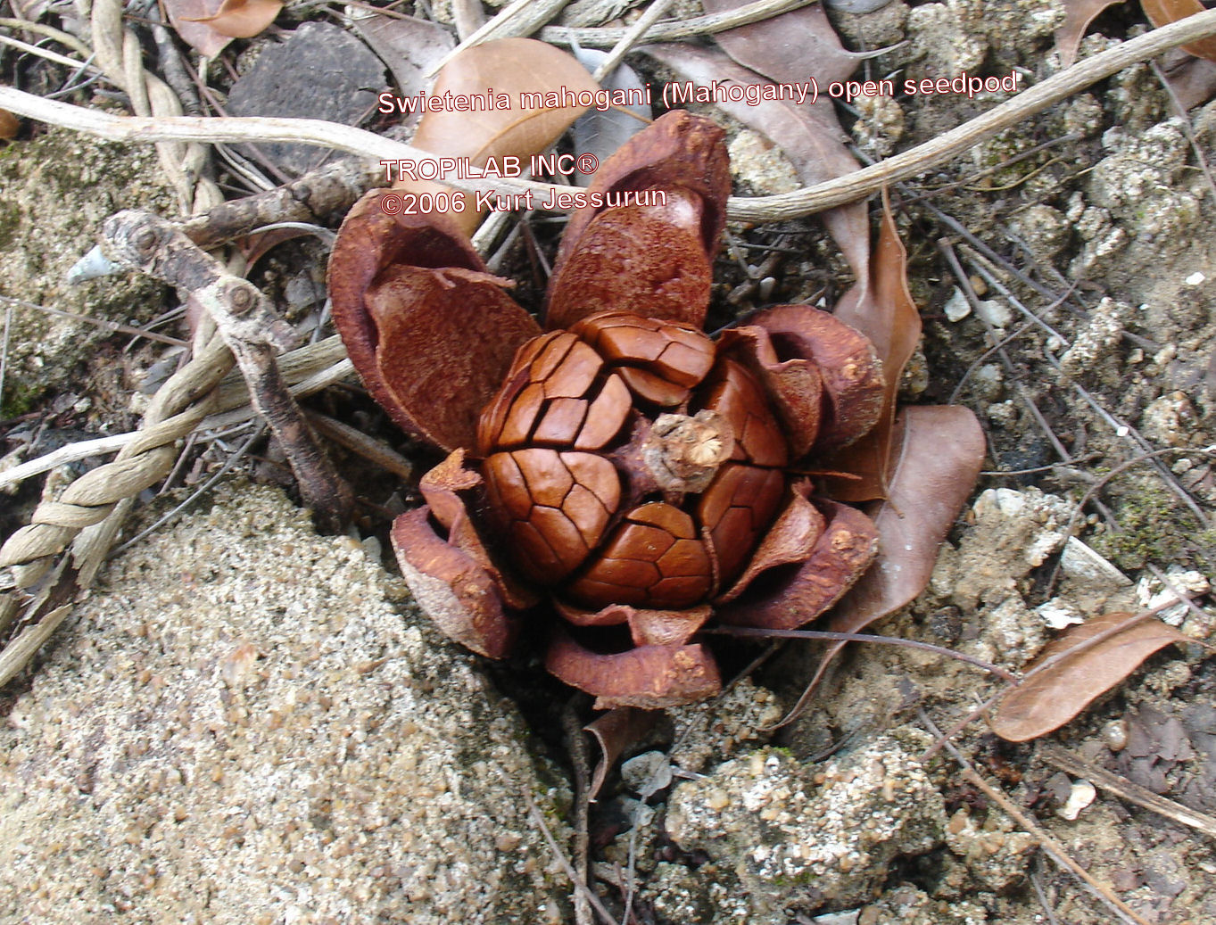 Swietenia mahogani open seedpod