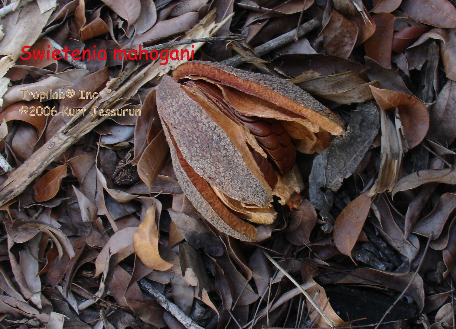 Swietenia mahogani seedpod