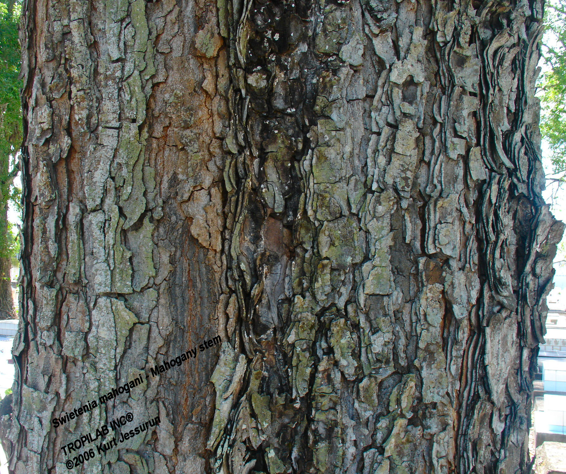 Swietenia mahogani stem