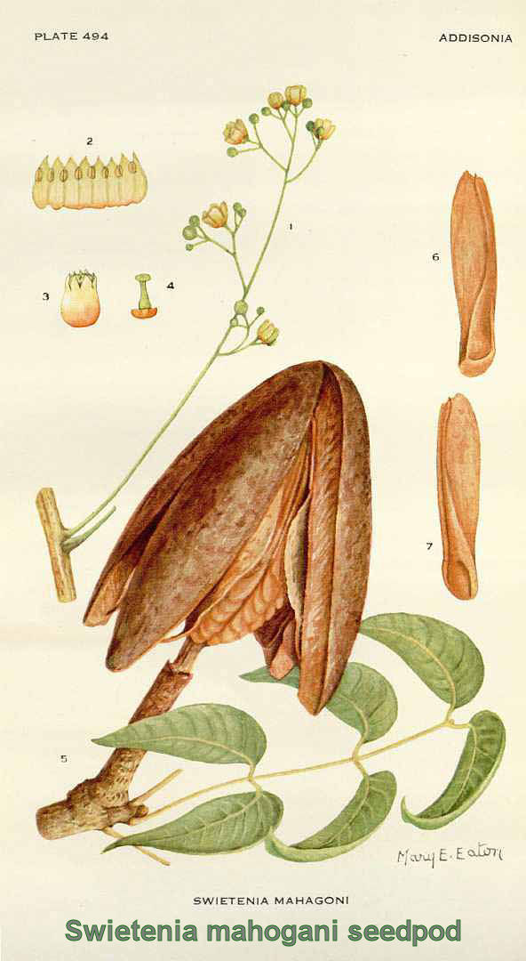 Swietenia mahogani seedpod