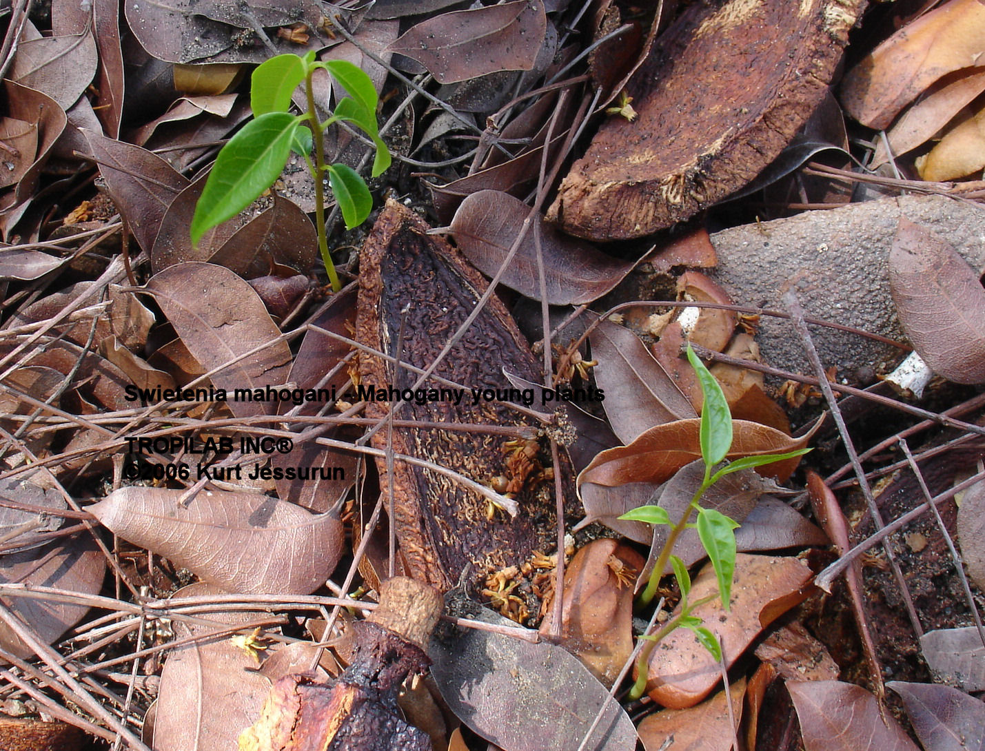 Swietenia mahogani young plants
