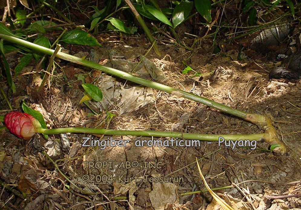 Zingiber aromaticum - Puyang rhizome