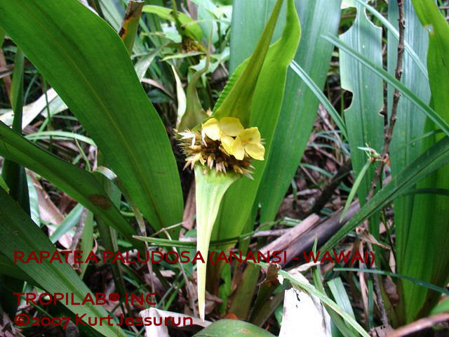 Rapatea paludosa (Anansi wawai) flower