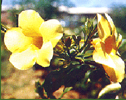 Allamanda
