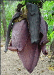 Banana bud