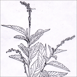 Cordia curassavica