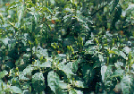 Capsicum frutescens