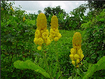 Cassia alata