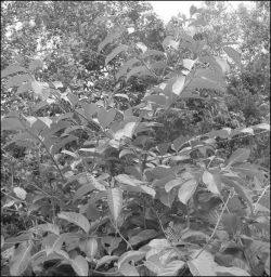 Uncaria guianensis