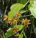 Uncaria guianensis