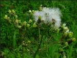 Chenopodium ambrosioides