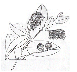 Combretum fruticosum - Chameleon vine